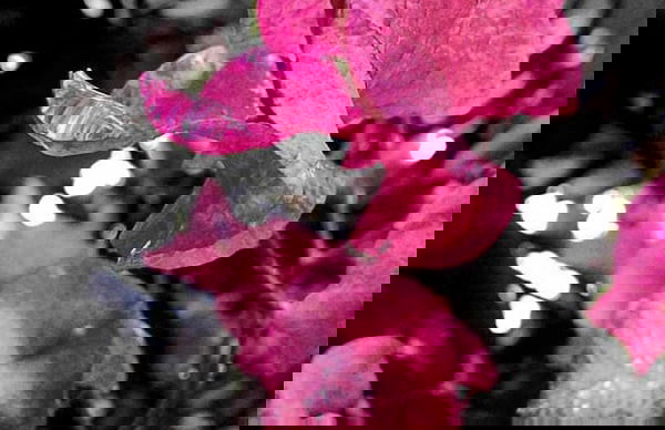 Gan Eden Guest Cottage - Foto 14