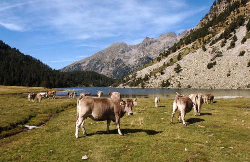 Apartaments La Llucana - Foto 43