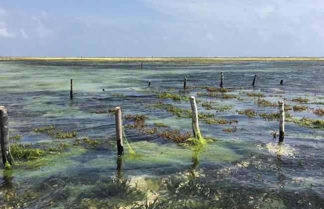 Modern Beach House, Excellent Beachfront, Private Chef, Pool - Foto 12