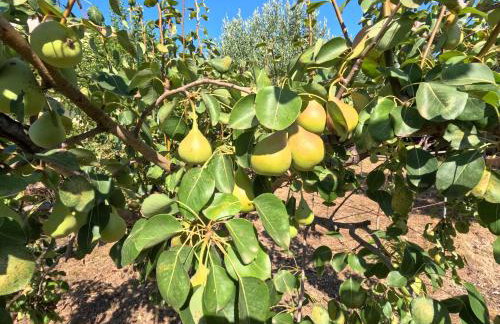 Kalliope Premium Apartment - Foto 20