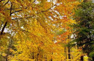 Golfchalet Heidi Uttlau-Bad Griesbach - Foto 51