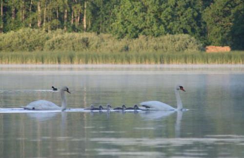 Ferienwohnung Nicklich - Photo 17