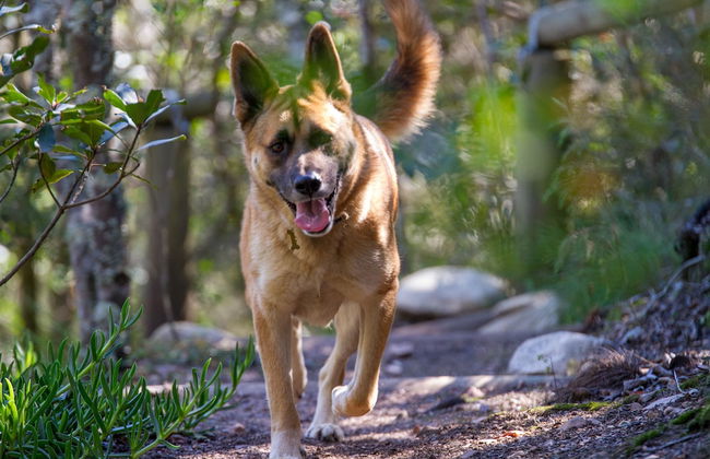 Woodlands Self Catering, Knysna - Foto 24