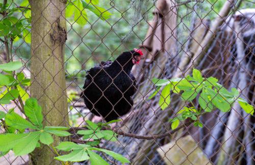 StorchenHof - Foto 30