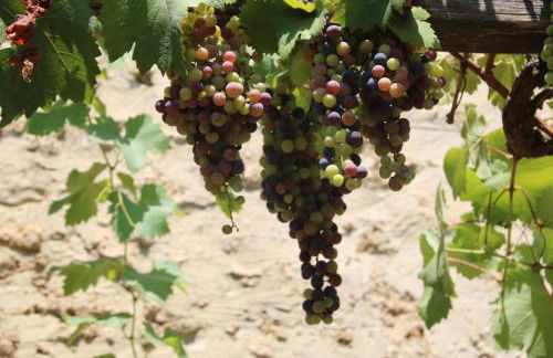 Podere Campo alle Serpi - Foto 55