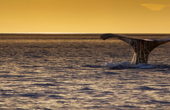 Whale Watching Sunset Cruise - Photo 1