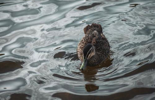 Paddler's Lane Retreat - Foto 56