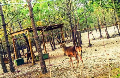 Golden Stone Beach Retreat - Foto 46