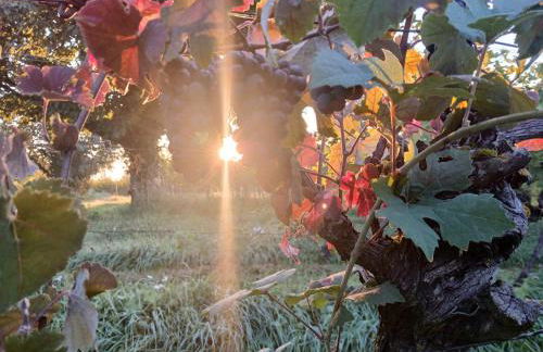 Weinbergblick - Foto 6
