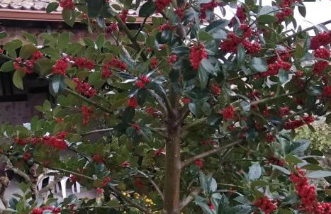 Casa Rural El Fresno del Abuelo - Foto 17