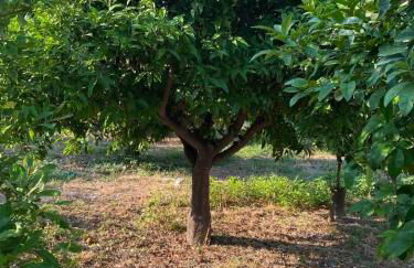 Casa Limone - Foto 65