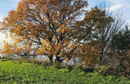 Ferienwohnung Flieder 1 - Foto 16