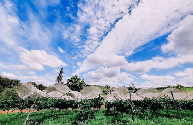 Recanto das Videiras - Foto 34