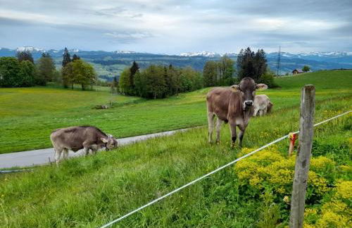 Ferienwohnung Pickenhan - Foto 35