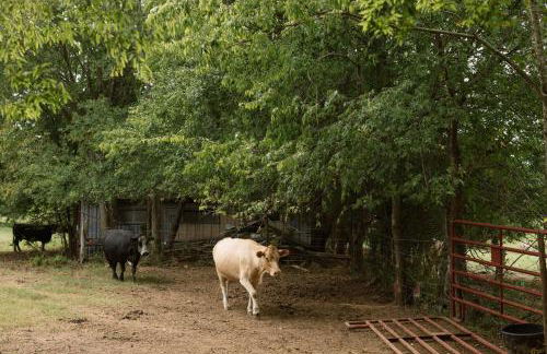 ~ The Cozy Farmhouse ~ | Sleeps 10+ | Farm Views - Foto 12