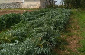Masseria Murrieri Vecchio, Salento - Foto 16