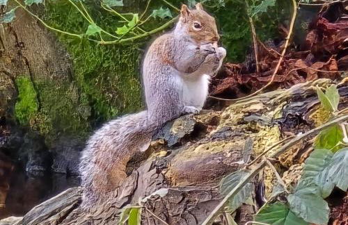 Woodland, Canal & Lakeside Cottage - Foto 26