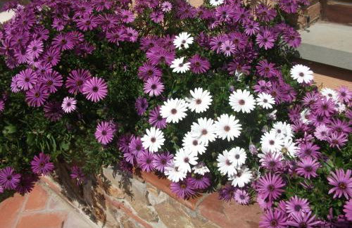 Casa Vacanze Valdicciola - Foto 25