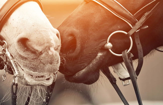 Horseback Riding in Mallín Grande - Foto 1
