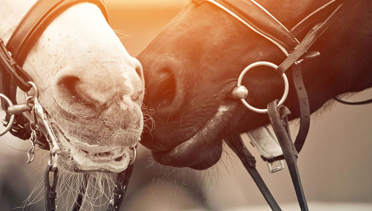 Horseback Riding in Mallín Grande - Foto 1