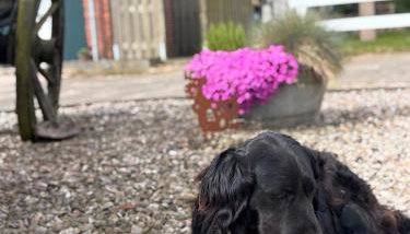 Gut Bennewohld - Foto 4