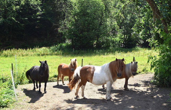 Gemutliche Tierfreundliche Wohnung in Huddingen - Foto 11