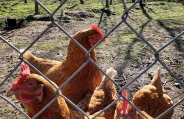 Pokój Przy Kominku - Foto 29