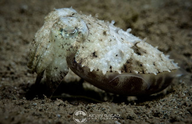 BADLADZ Staycation Condos - Foto 68