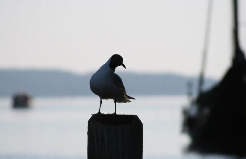 Villa Seeschwalbe Plau - Foto 55