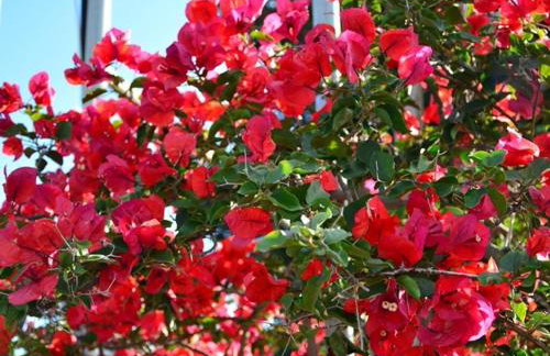 Koukounaries Studios - Foto 66