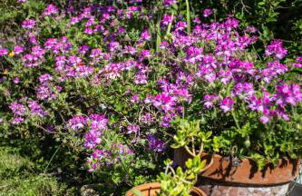 Villa Philipp'inn - Foto 34