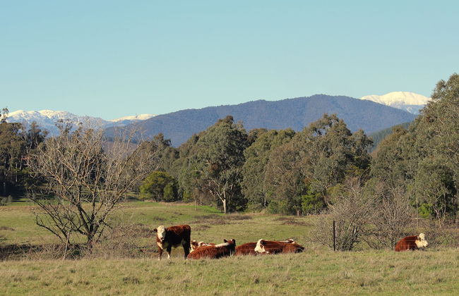3 Bells Alpine Cottage - Foto 17