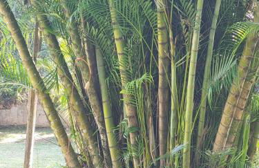 Sítio Refúgio do Lobo - Foto 24