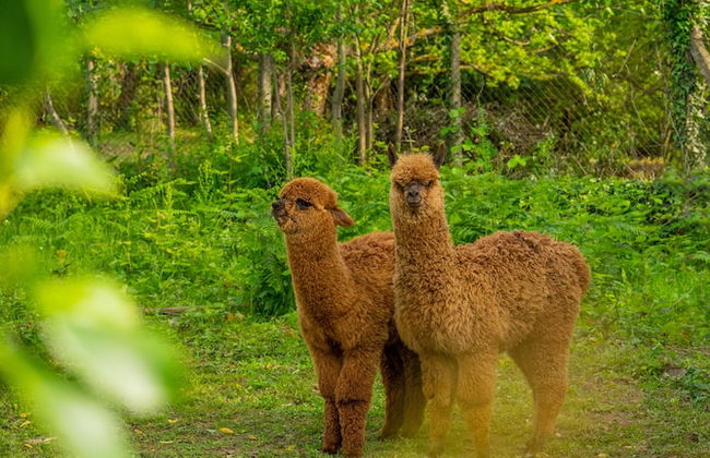 Alya Kartepe Villa Hotel - Foto 59