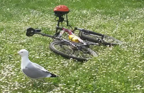 Apartment Istriana - Photo 23