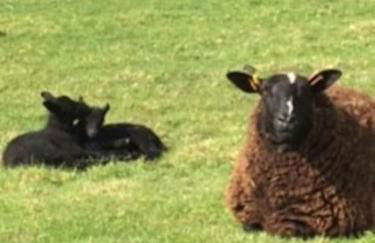 OLD CHAPEL Hayton Cumbria CA89HR - Foto 56