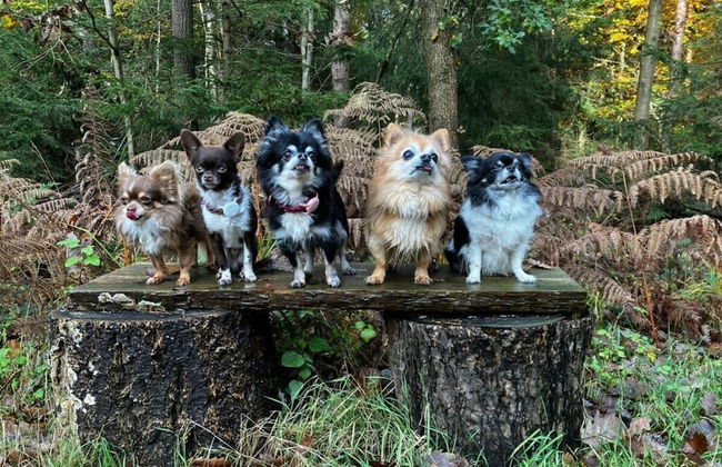 Sun, Mudflats and sea - Foto 15