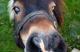 Charming pet friendly 2 bedroom cottage, close to Narberth & local beaches, friendly animals on our smallholding - Foto 11