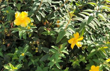 Petite Maison de campagne dépaysante - Foto 8