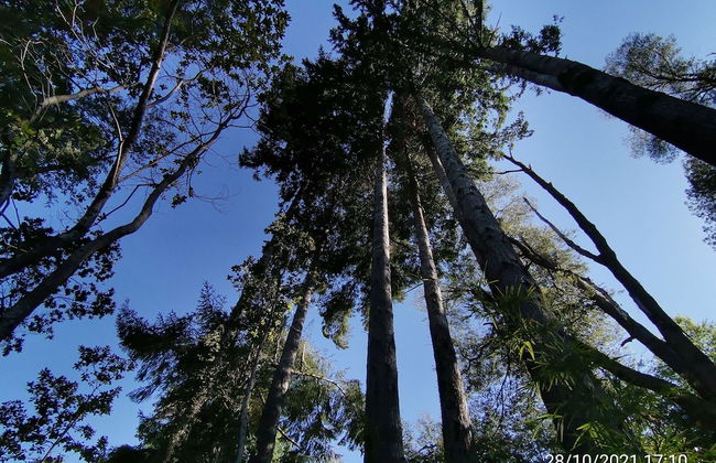 Wonderful Rustic Cabin 2, With Native Logs, on the Banks of the Trancura River - Foto 44