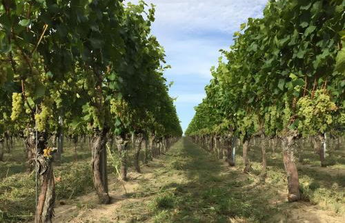 Ferien- Und Winzerhof Simon - Foto 54