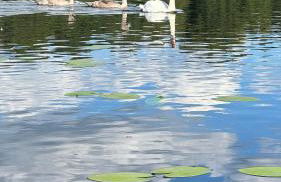 Cottage - Kleine alte Villa am See - Foto 39