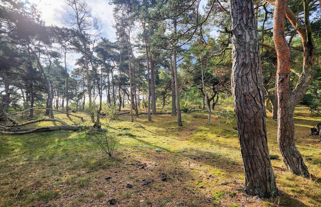 5 Person Holiday Home in Haltorp - Foto 26