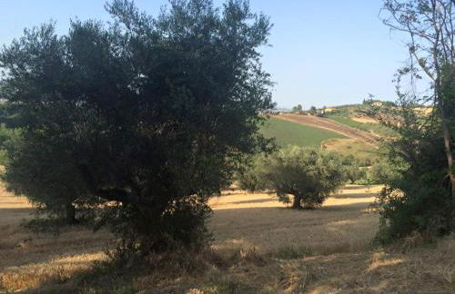 Azienda Agricola Perconti - Foto 59