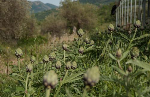 Azienda Agrituristica Bergi - Foto 55