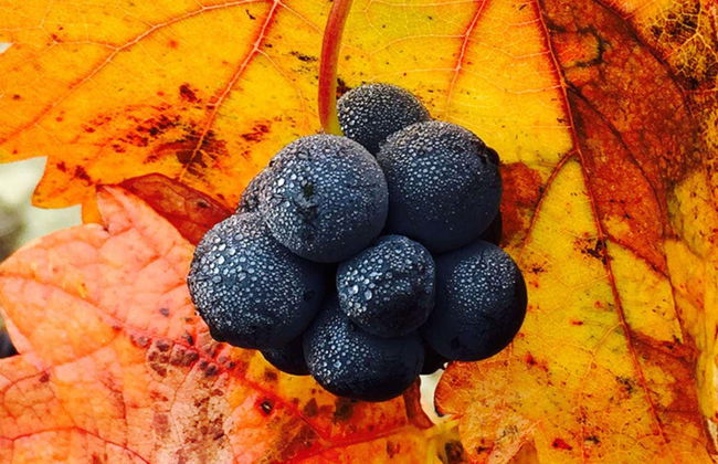 Visita a las bodegas Marqués de Cáceres - Foto 6