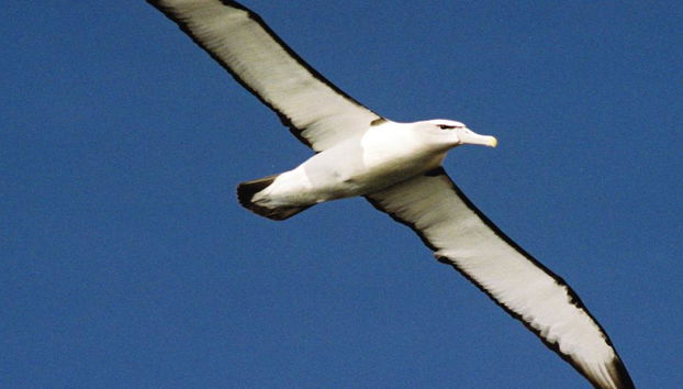 Croisière sur l'île Tasman au départ de Hobart - Excursion d'une journée - Photo 3