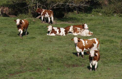 Ferienhof Harr - Foto 19