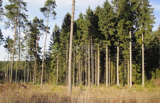 Apartment in Eifel Near Hiking Trails - Foto 33