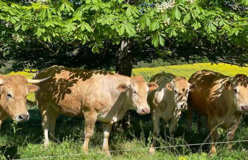 Domaine de Montfort - Foto 51